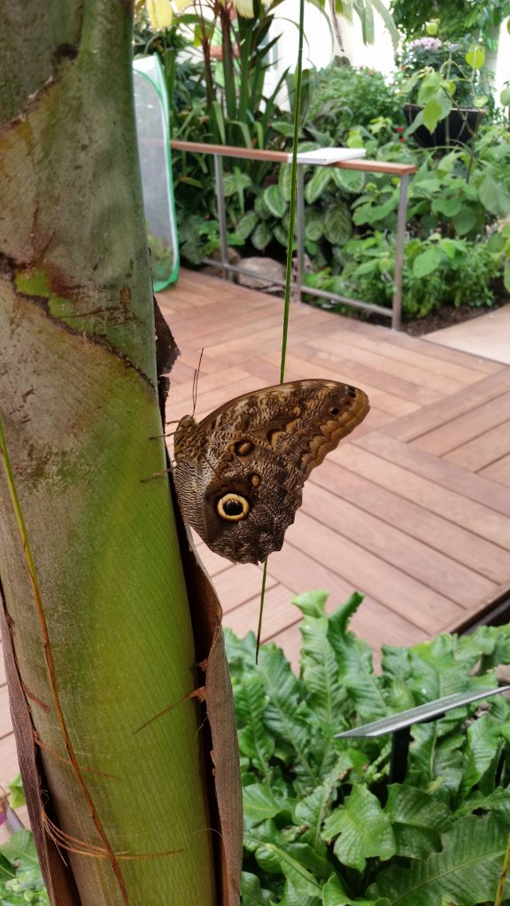 Hershey Gardens Butterfly Atrium Open Year Round! 10