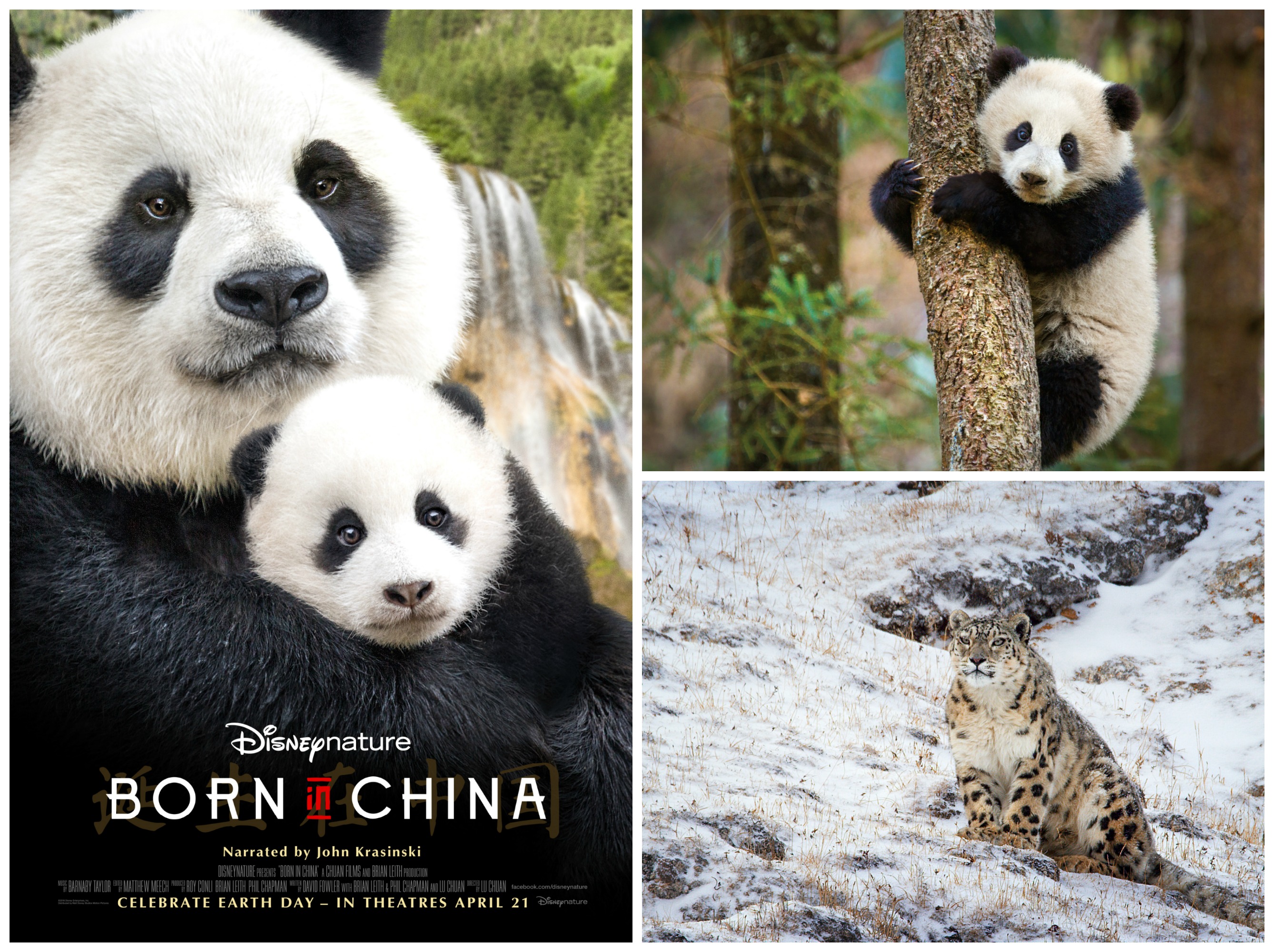 Disneynature's "Born in China" Welcomes John Krasinski as Narrator #BorninChina 5