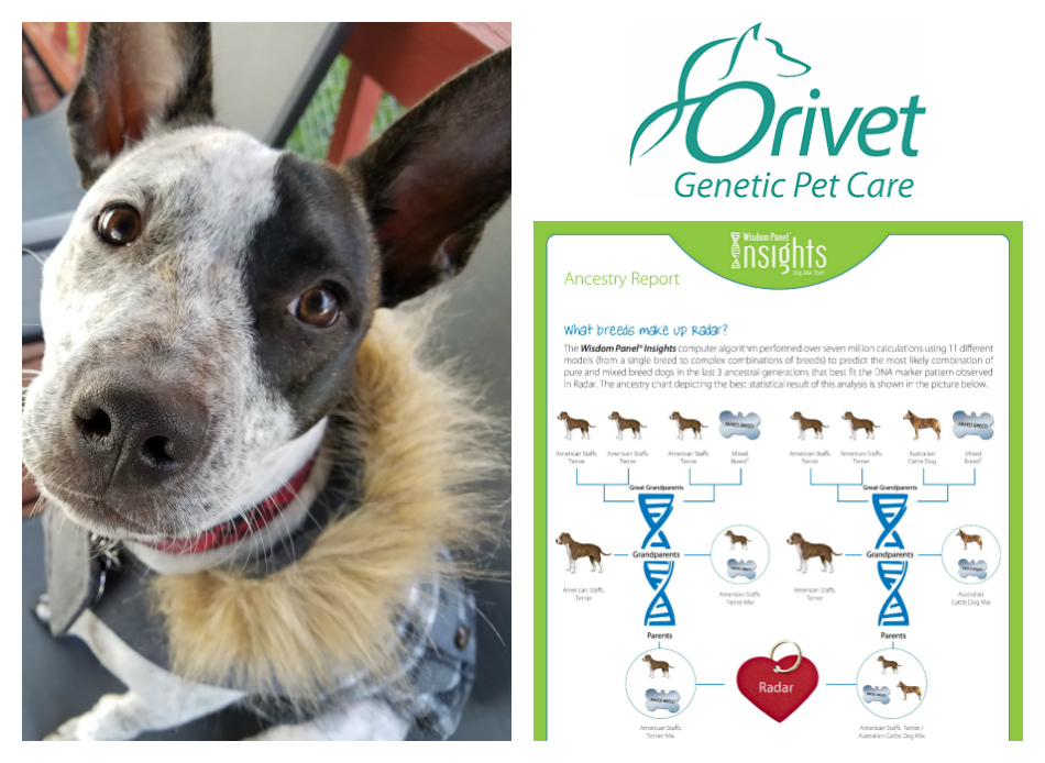 Orivet Canine DNA Testing Review